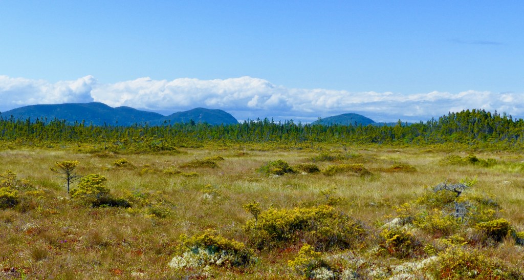 Black spruce lines the edges of Big Heath / Seawall Bog while the peaks of Acadia National Park loom to the north.